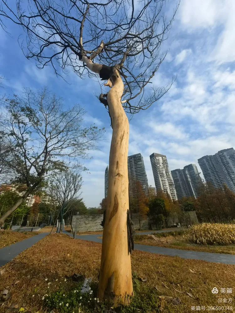 无皮树:新生的启示